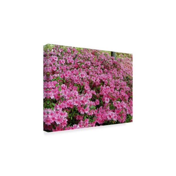 J.D. Mcfarlan 'Pink Azaleas Coverage' Canvas Art,14x19